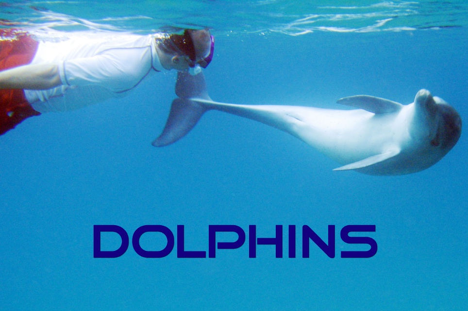 'In Search of Dolphins' - Distant Shores Inflight Magazine, UK